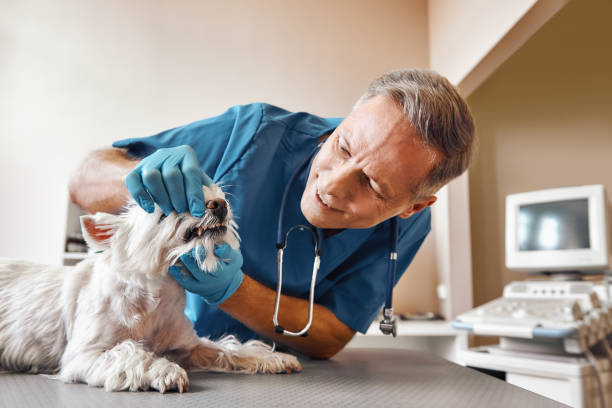 Best After-Hours Dental Care in Rheems, PA